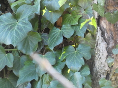 Hedera crebrescens
