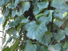 Hedera crebrescens
