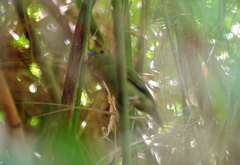 Chiroxiphia caudata