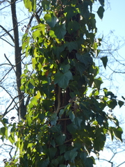 Hedera crebrescens