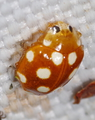 Vibidia duodecimguttata