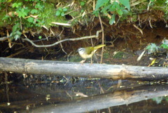 Myiothlypis rivularis