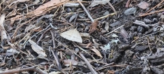 Epidesmia hypenaria