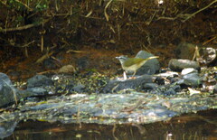 Myiothlypis rivularis