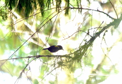 Cacicus chrysopterus