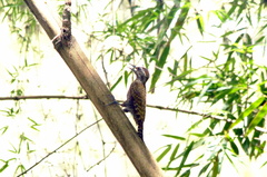 Dryobates spilogaster