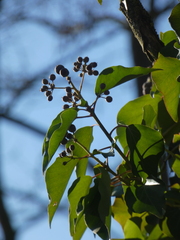 Hedera crebrescens