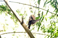 Dryobates spilogaster