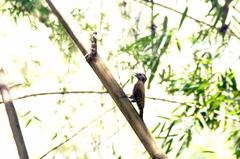 Dryobates spilogaster