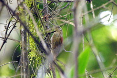 Cranioleuca obsoleta