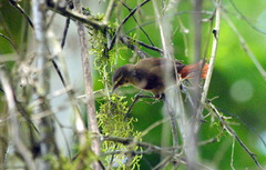 Cranioleuca obsoleta