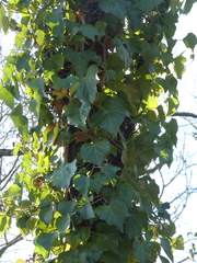 Hedera crebrescens