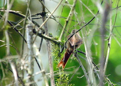 Cranioleuca obsoleta