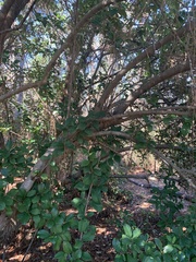 Viburnum odoratissimum