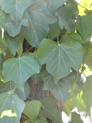 Hedera crebrescens