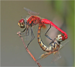 Aethriamanta nymphaeae