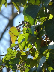 Hedera crebrescens