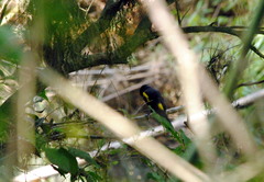 Cacicus chrysopterus