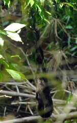 Cacicus chrysopterus