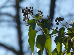 Hedera crebrescens