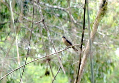 Trichothraupis melanops