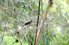 Trichothraupis melanops