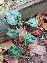 Cyclamen hederifolium