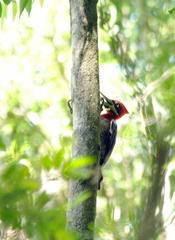 Campephilus robustus