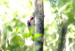 Campephilus robustus