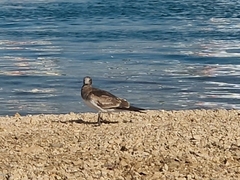 Ichthyaetus hemprichii