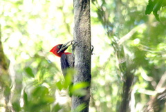 Campephilus robustus