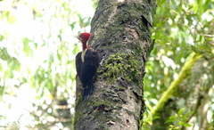 Campephilus robustus