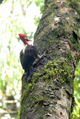 Campephilus robustus