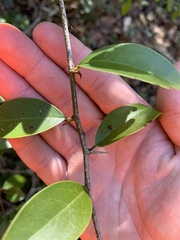 Ximenia americana
