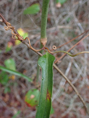 Smilax auriculata