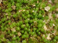 Bryum
