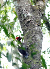 Campephilus robustus