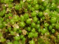Bryum