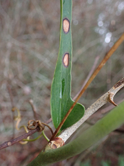 Smilax auriculata