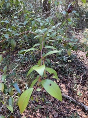 Ximenia americana