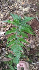 Athyrium arisanense