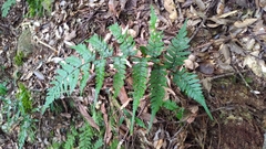 Athyrium arisanense