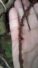 Athyrium arisanense