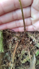 Athyrium arisanense
