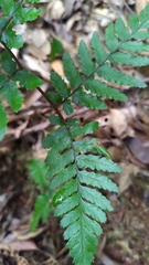 Athyrium arisanense