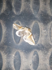 Habrosyne pyritoides