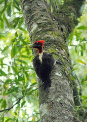 Campephilus robustus