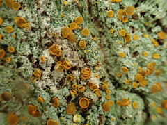 Brigantiaea leucoxantha