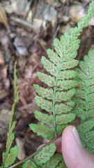 Athyrium arisanense
