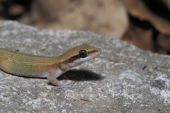 Dixonius melanostictus